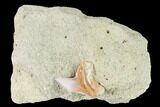 Fossil Shark (Physogaleus) Tooth - Bakersfield #144463-1
